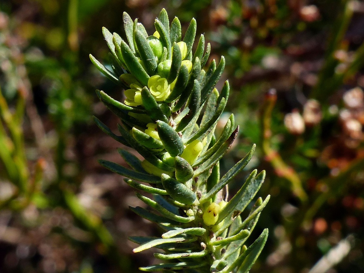 Thymelaea ruizii (Thymelaeaceae)
